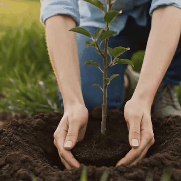 one tree planted for every order placed