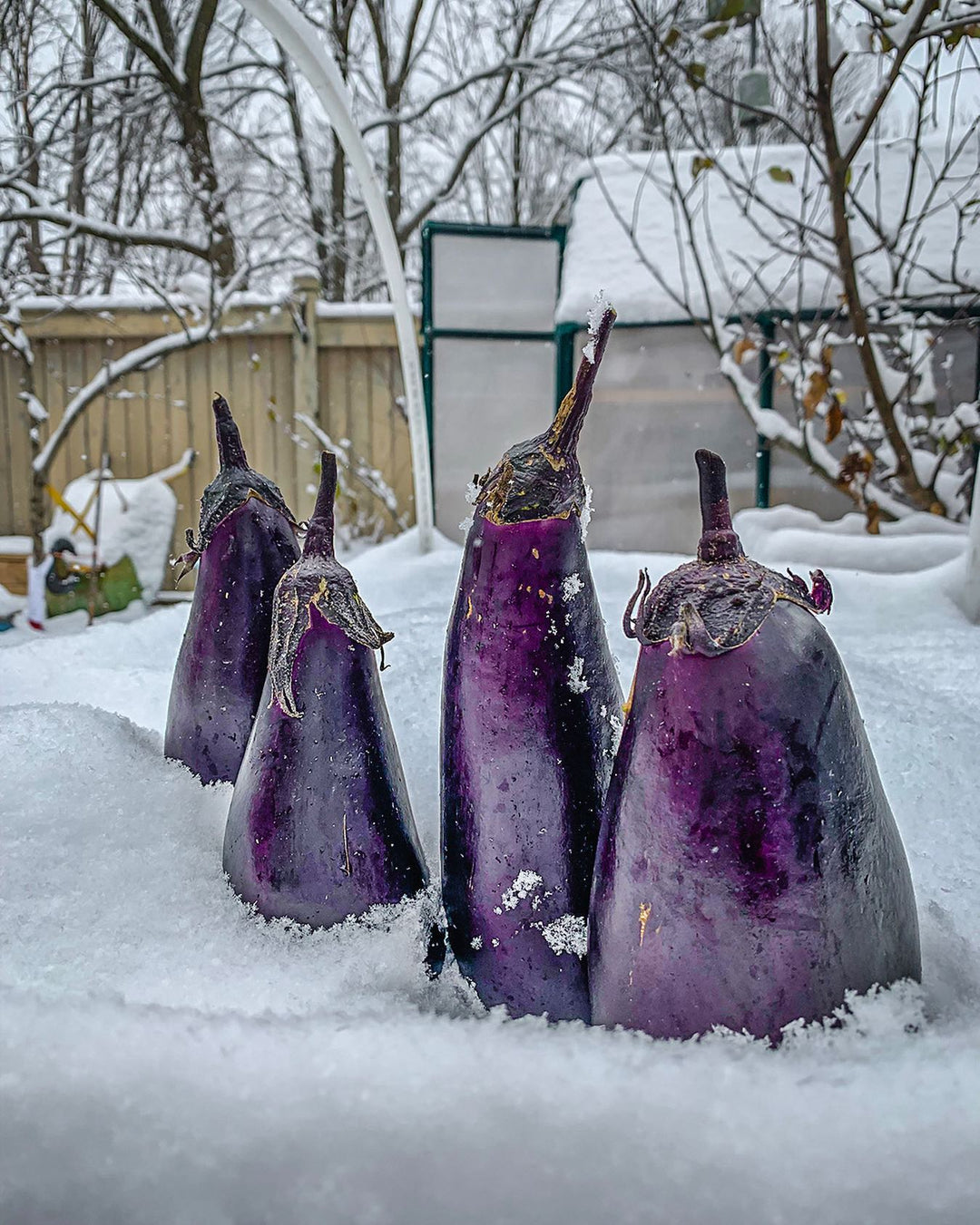How to Grow all-year-round, Indoors