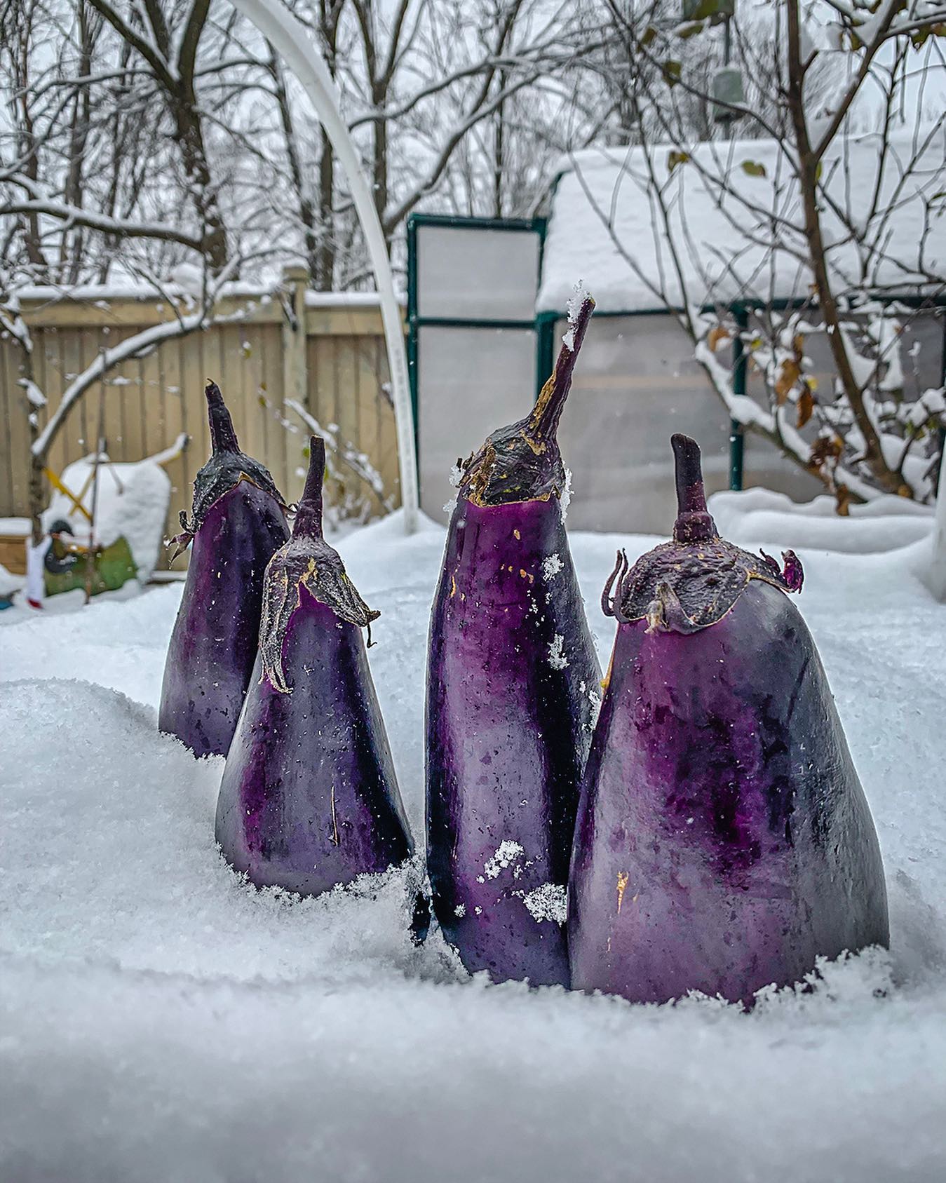 How to Grow all-year-round, Indoors