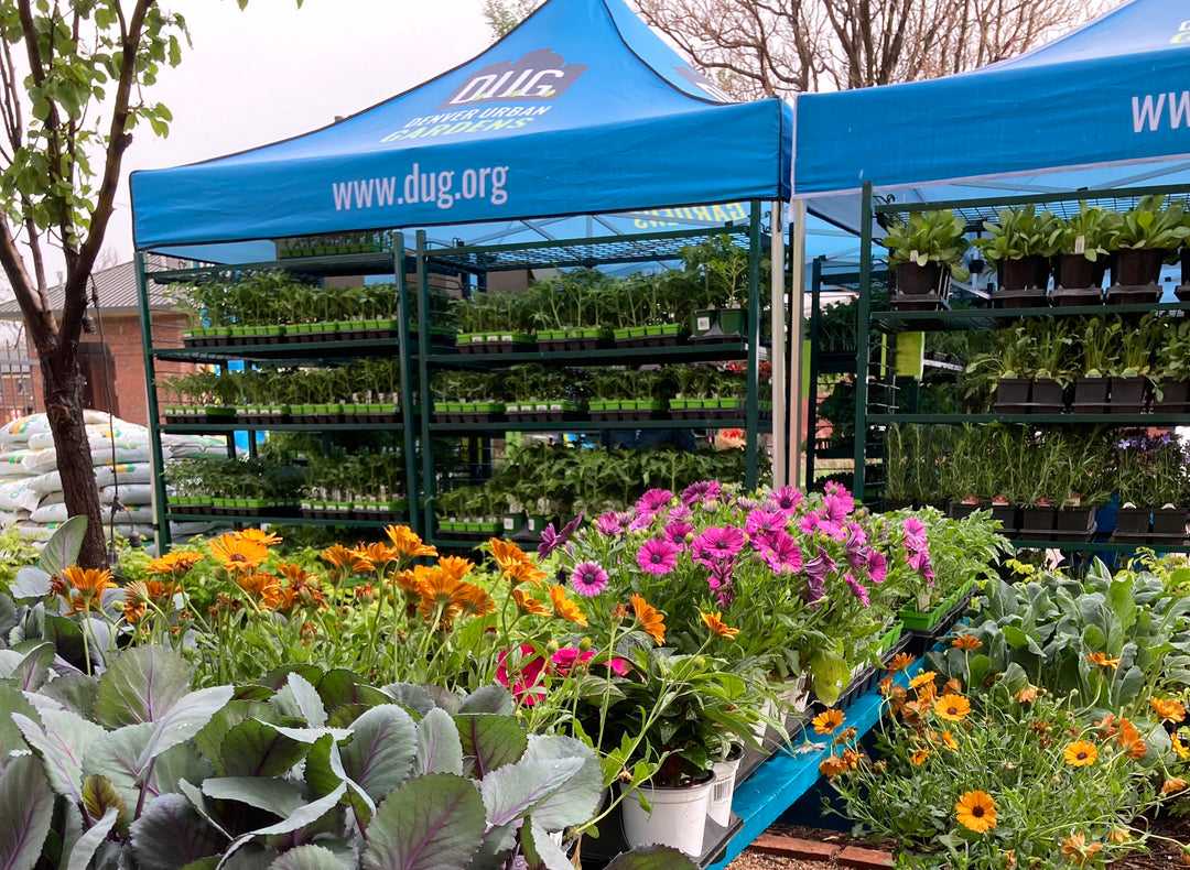 Growing Together: Farmers Defense Proudly Sponsors DUG’s Annual Spring Plant Sale