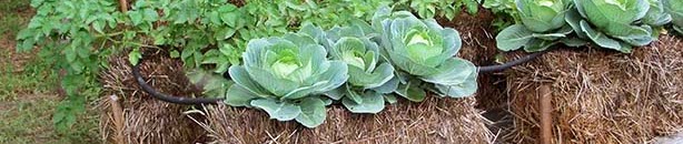 The Pros & Cons of Straw Bale Gardening