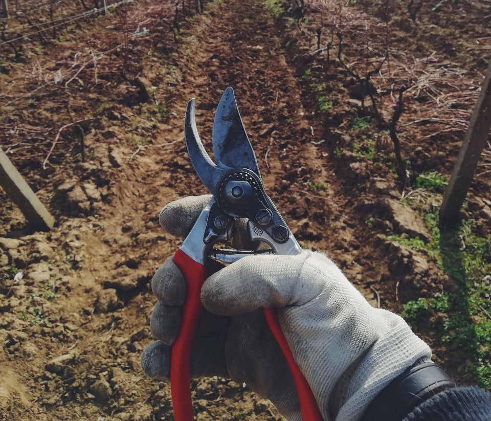 Shape Your Garden with Strategic Pruning: A Guide for Fruit Trees and Roses