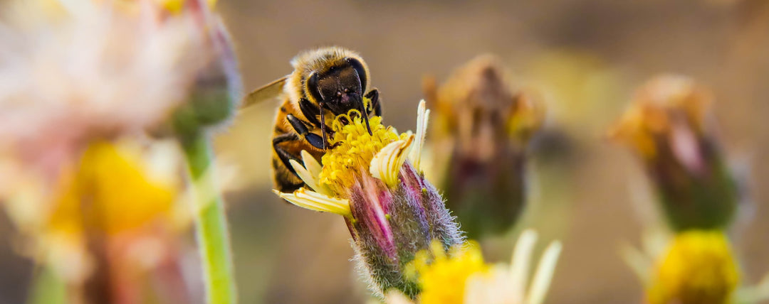 5 Ways Gardening Can Benefit the Environment