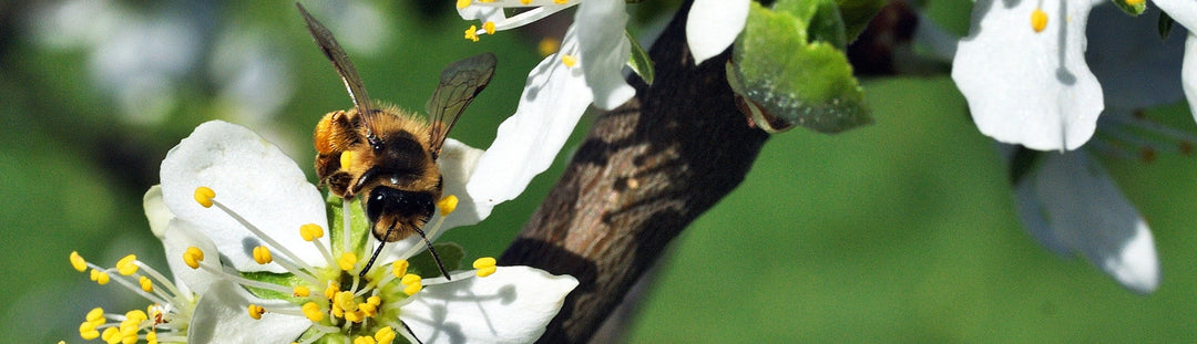Pledge to Protect Pollinators: What Farmers and Gardeners Can Do