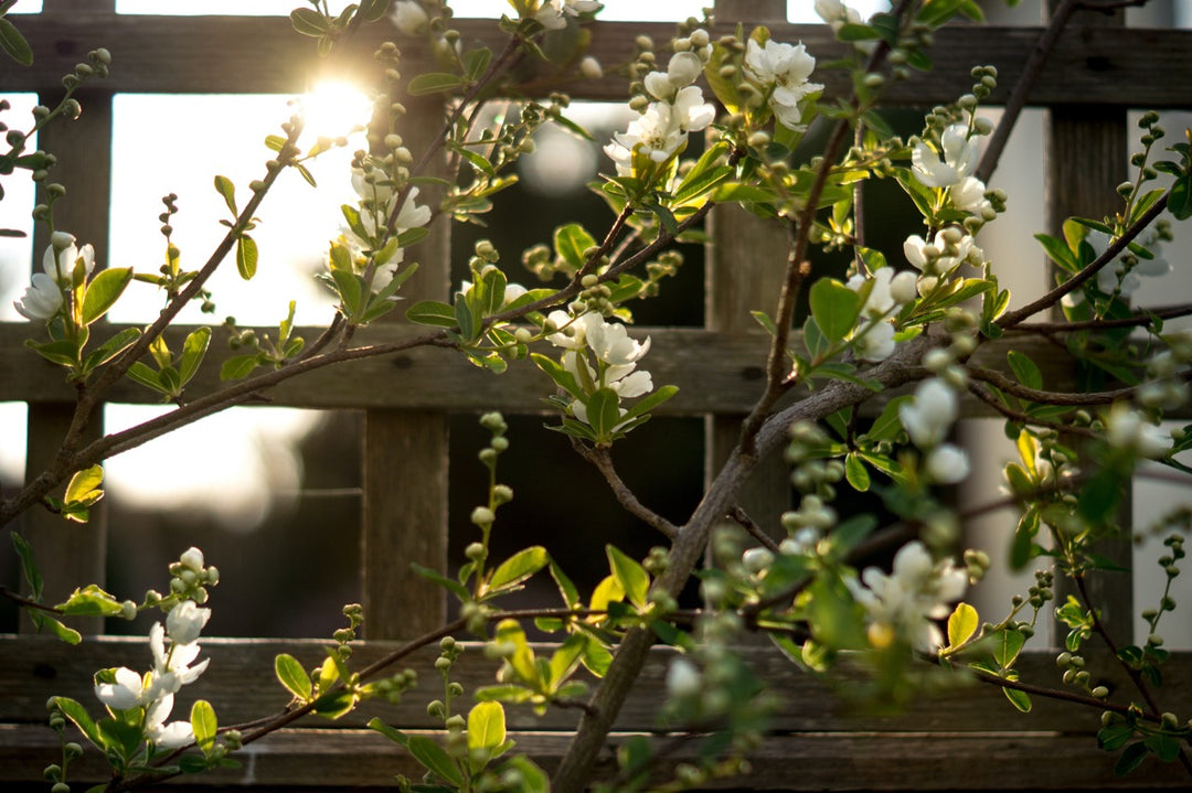 Supporting Your Garden: Using Plant Supports and Trellises