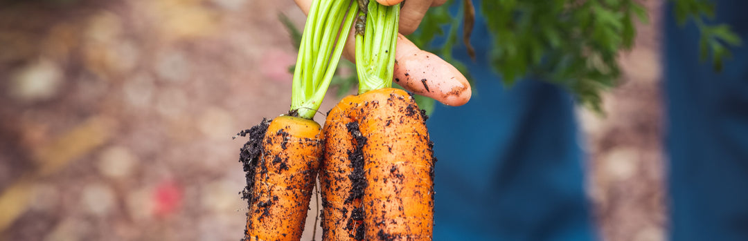 When to Harvest Carrots
