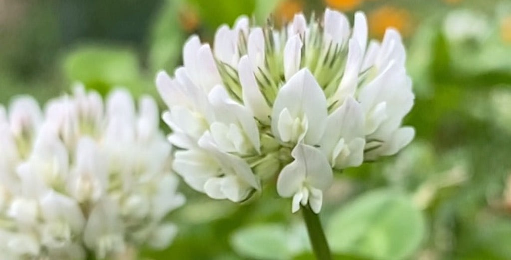 The Garden Plants to Grow with Your Vegetables