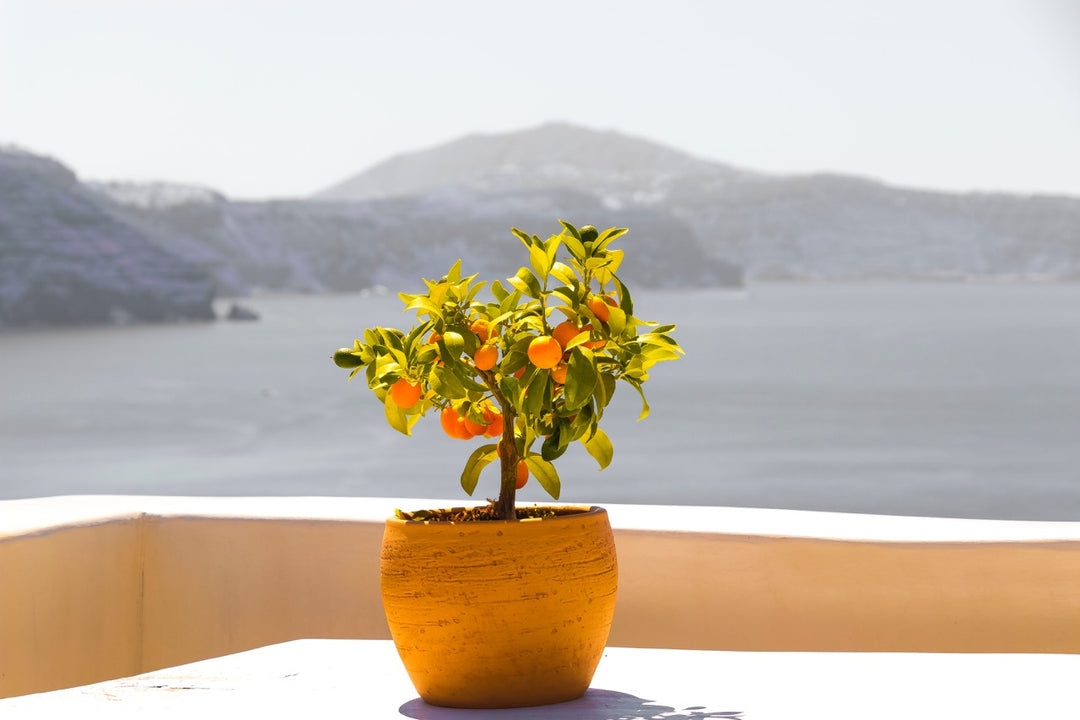 Container Gardening Inside