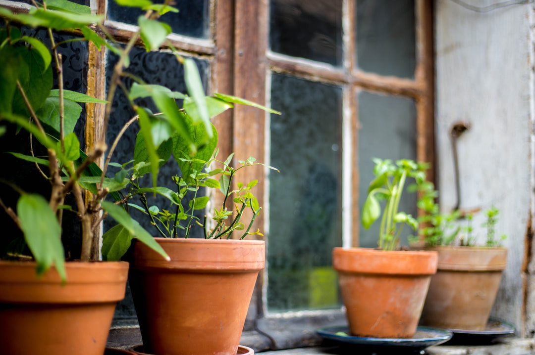 What Plants to Bring Inside for Winter