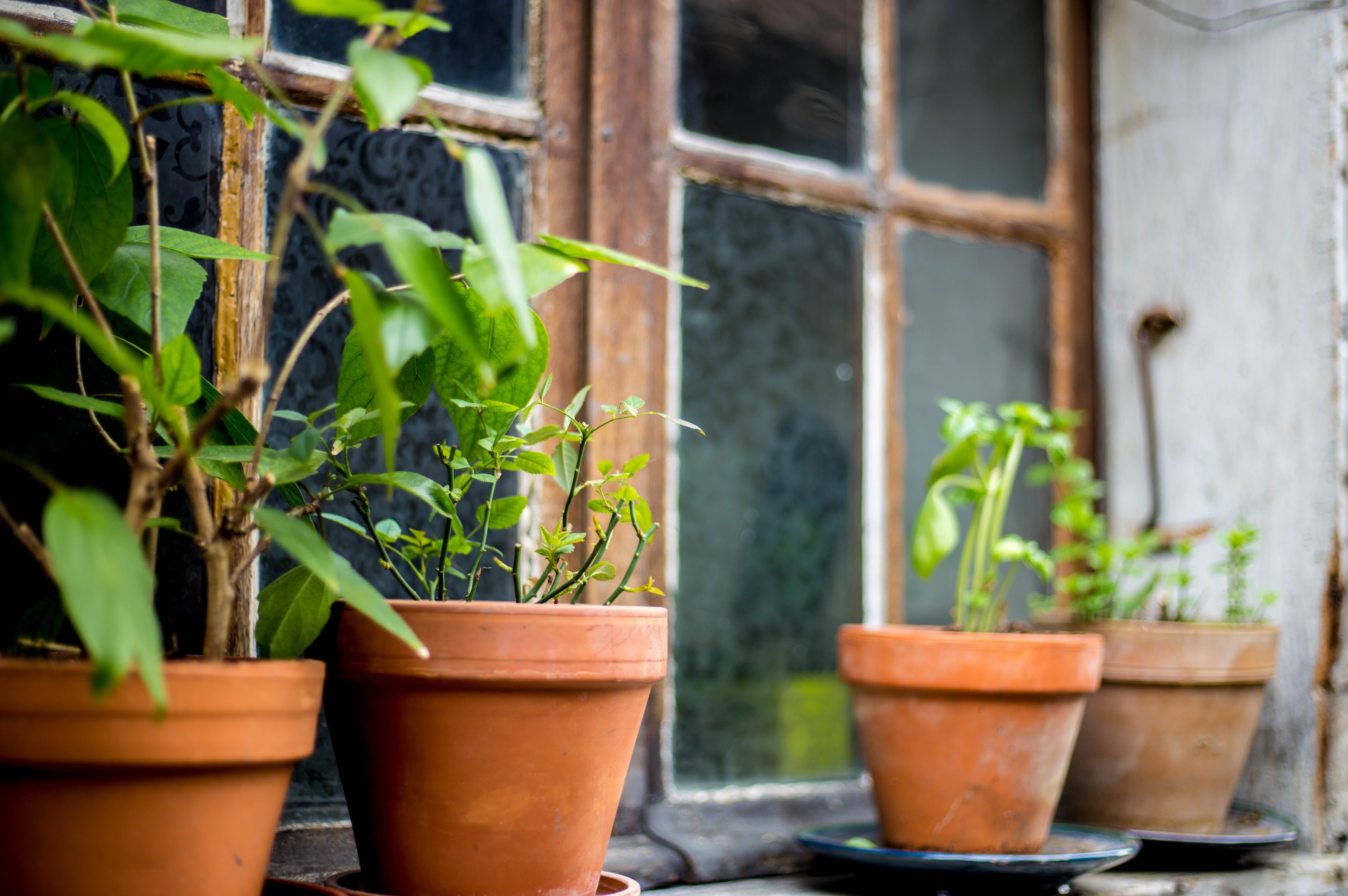 What Plants to Bring Inside for Winter