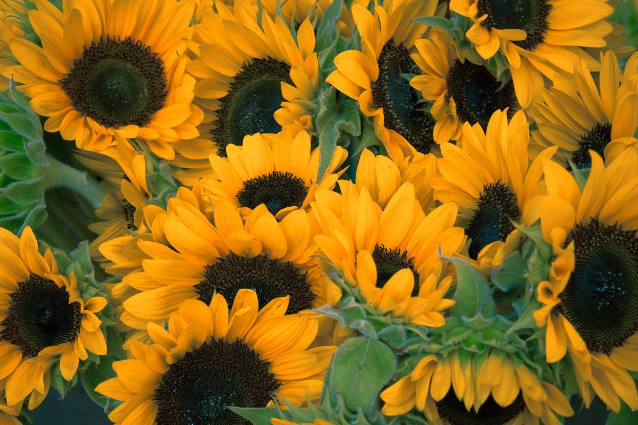 Spring Gardening: Which Plants to Choose for Your Climate and Zone
