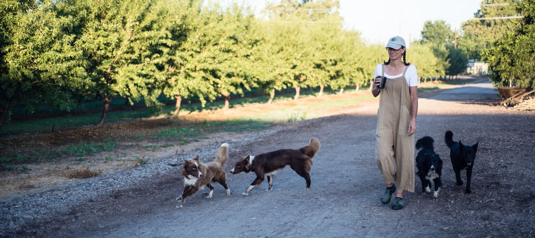 A woman walking in an orchard with her dogs. 