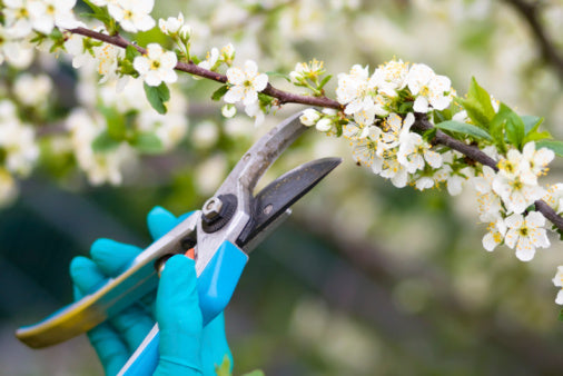 Should You Choose Electric Shears or Manual?