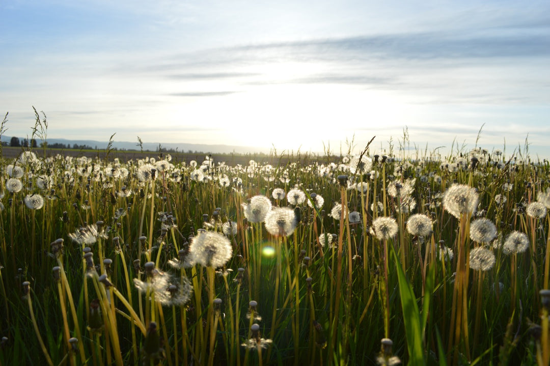 Weed Control and Prevention