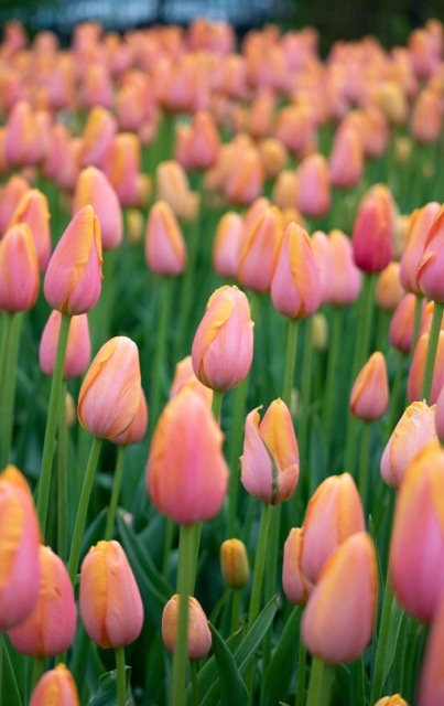 Tulips blossoming in spring.