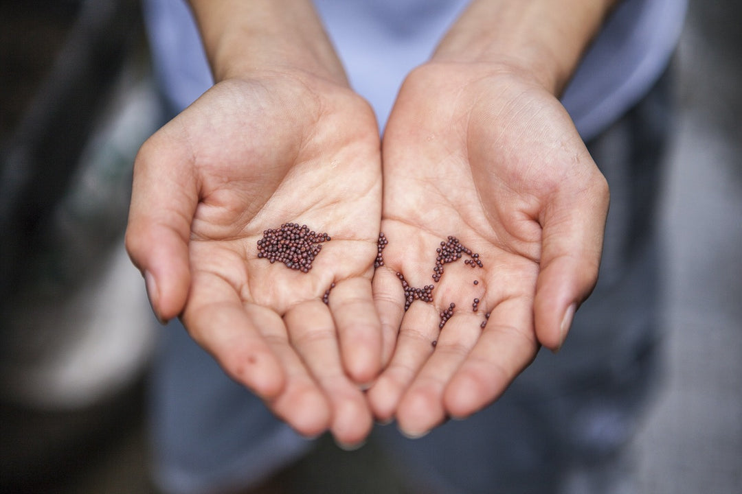 Growing Your Own Garden: All About Starting from Seeds and Cuttings