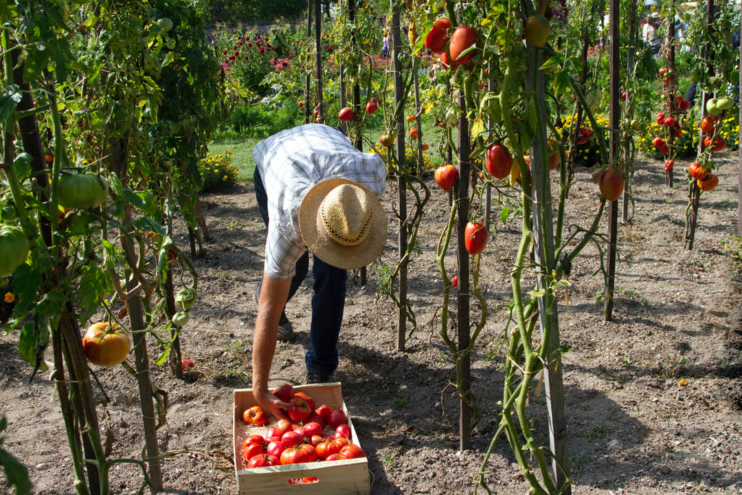Why Start an Edible Garden in the New Year