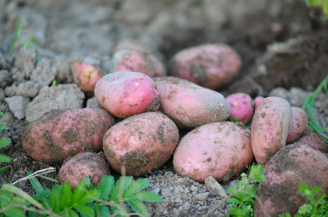 When to Harvest Potatoes