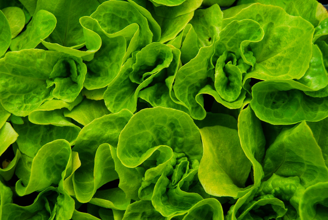 What to Grow in a Winter Garden