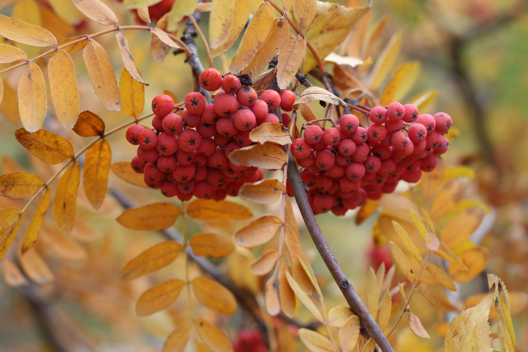 Fall leaves.