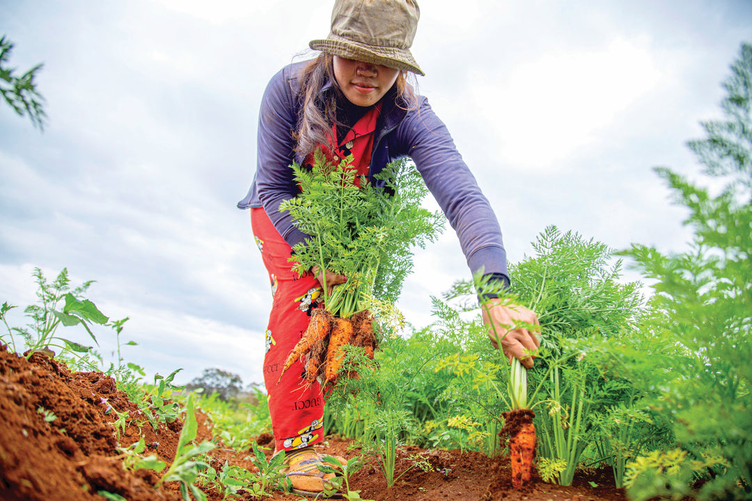 Organic Bounty: The Ultimate Guide to Growing Sustainable and Healthy Vegetables