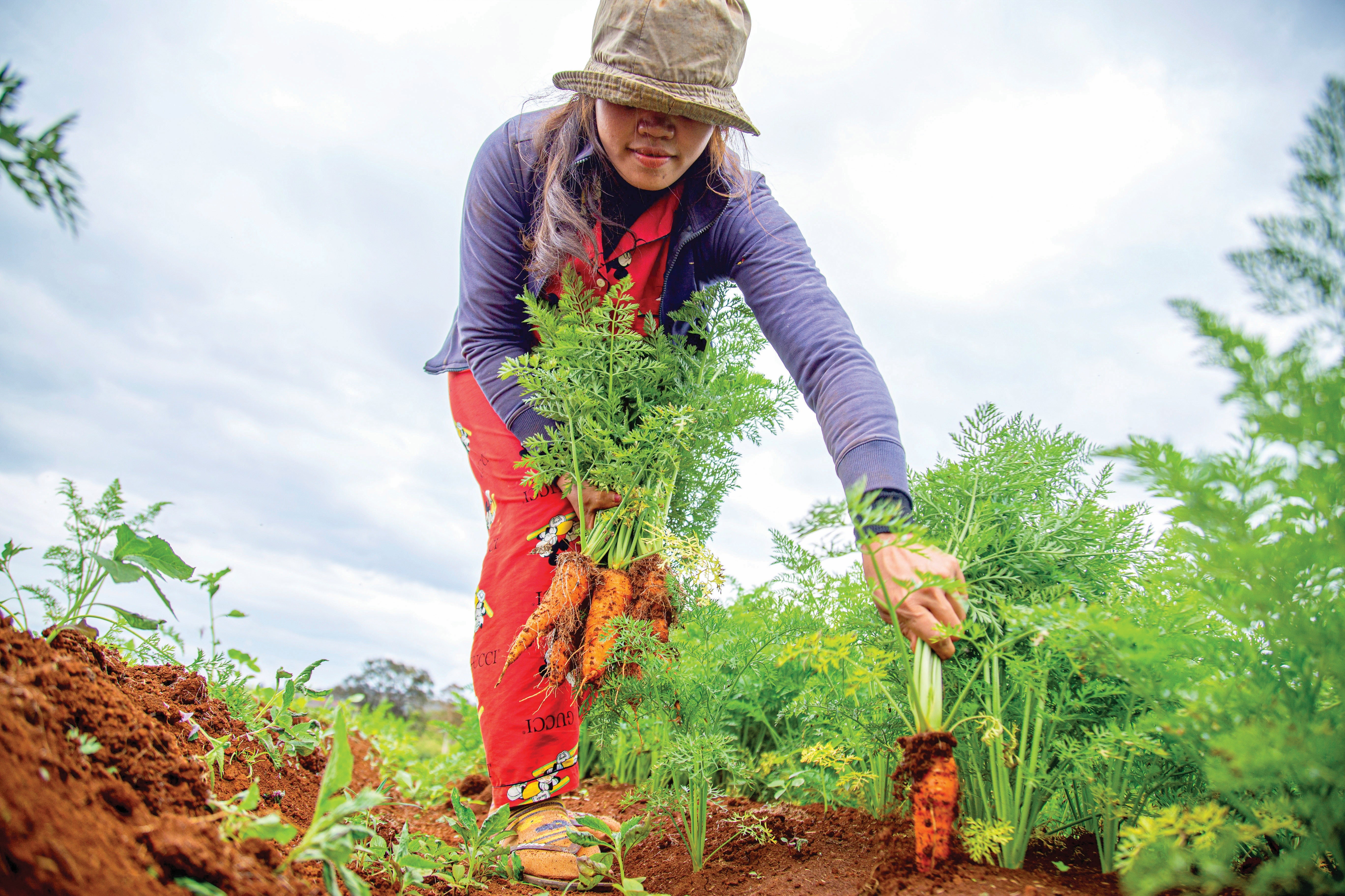 Organic Bounty: The Ultimate Guide to Growing Sustainable and Healthy Vegetables