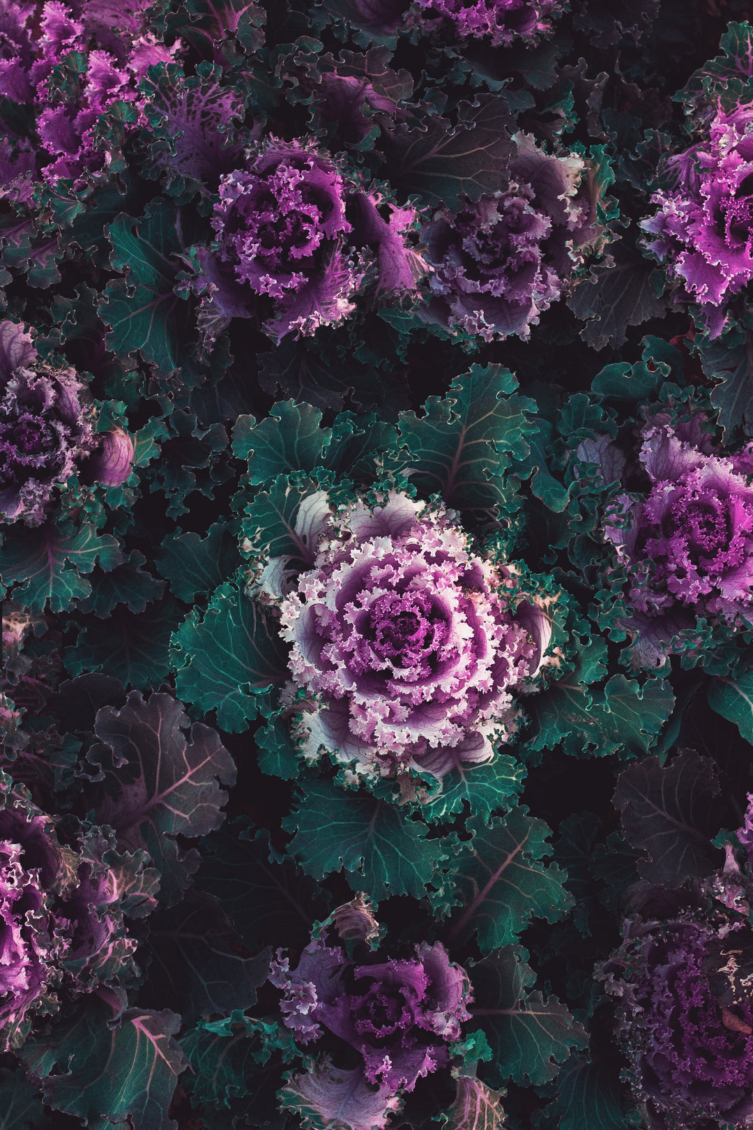Why Kale is the Ultimate Superfood for Gardeners