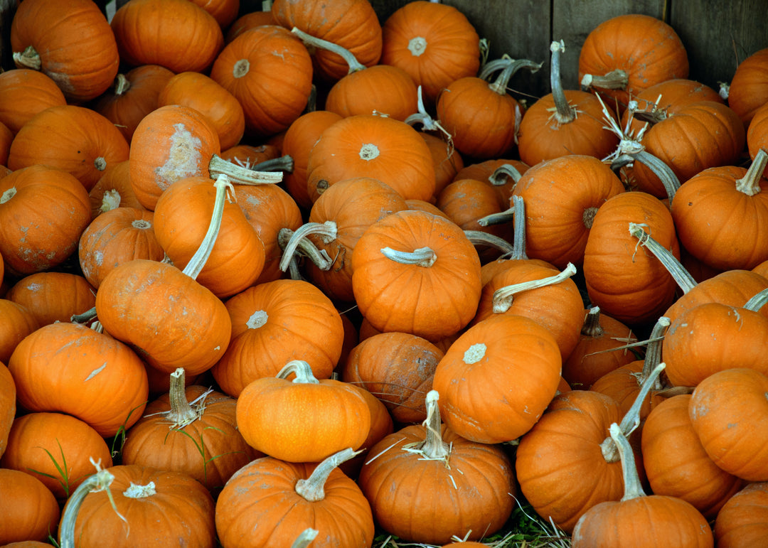 3 Simple Gardening Ideas for Fall