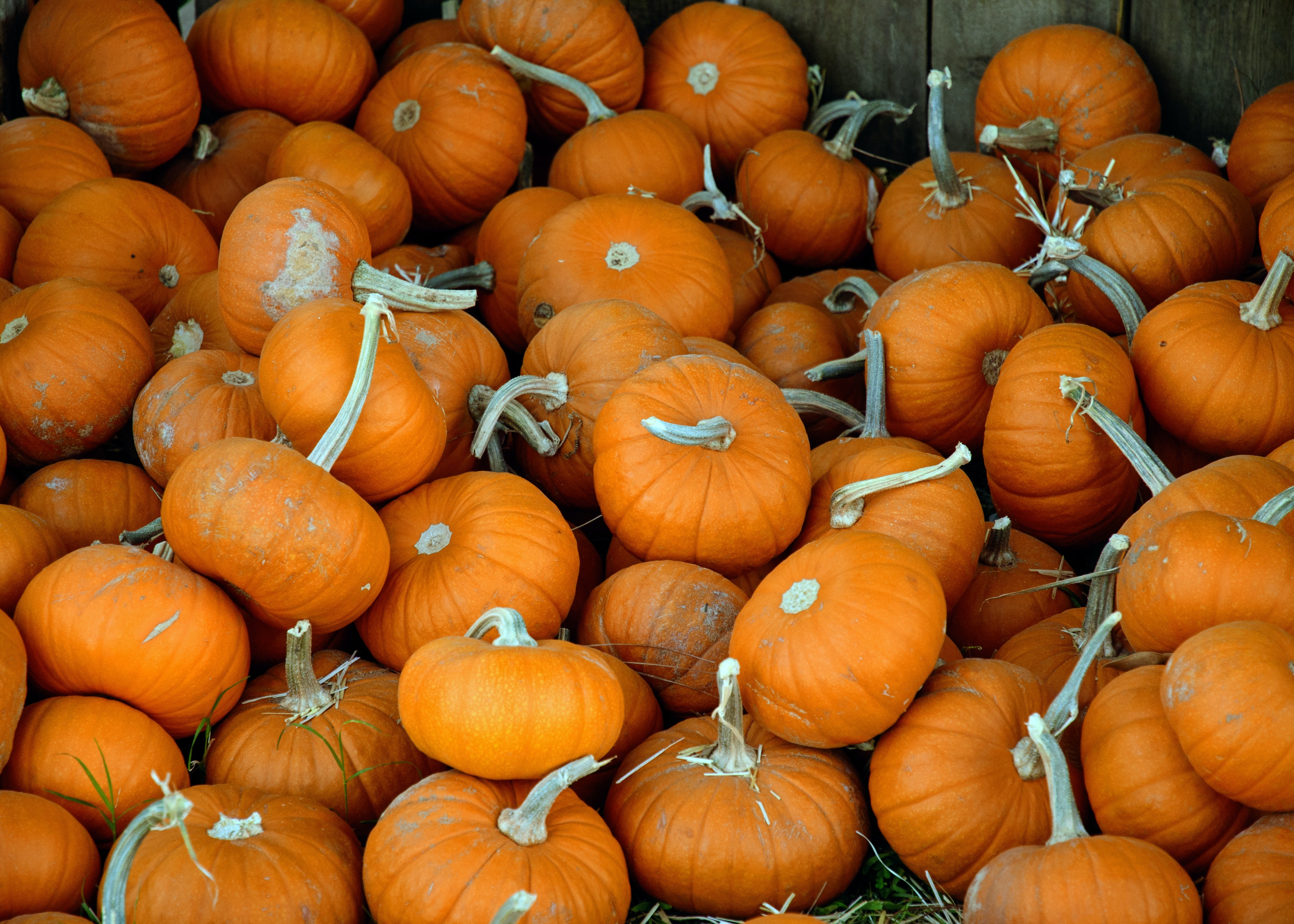 3 Simple Gardening Ideas for Fall