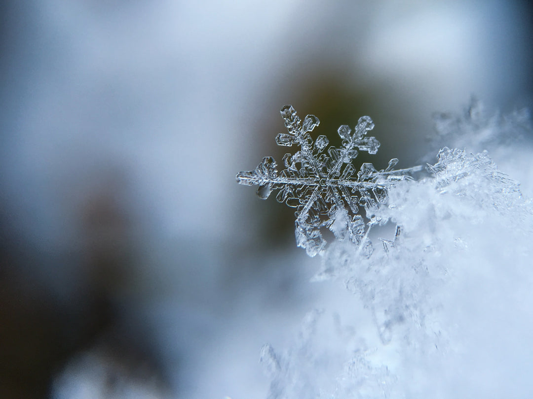 Seeds to Grow in Your Winter Garden