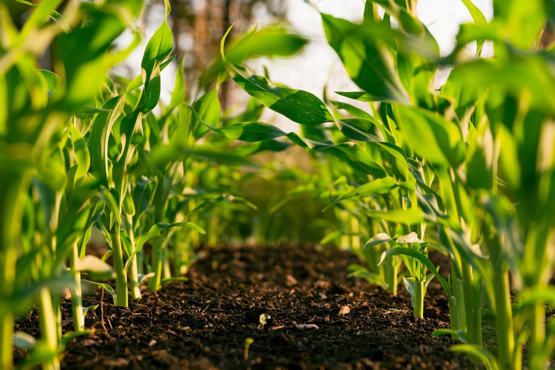 Assessing Your Soil for the Coming Year