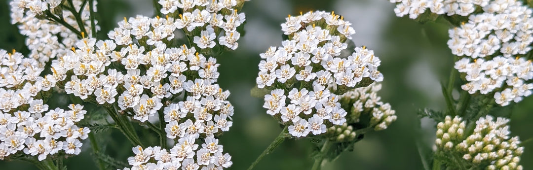 How to Make Homemade Fertilizer