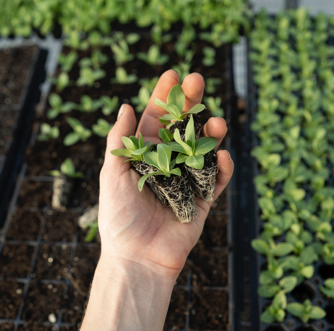 Spring Gardening Checklist: Tips for Planning Your Garden